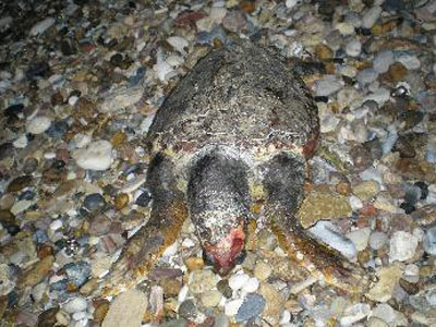 Νεκρή καρέτα – καρέτα στη Σάμο